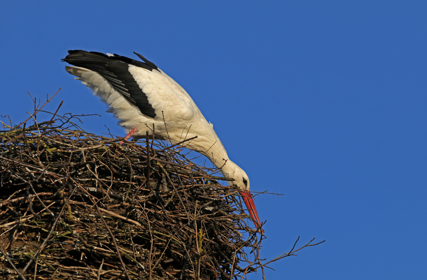 Kleine Ausbesserung am Nest