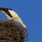 Kleine Ausbesserung am Nest