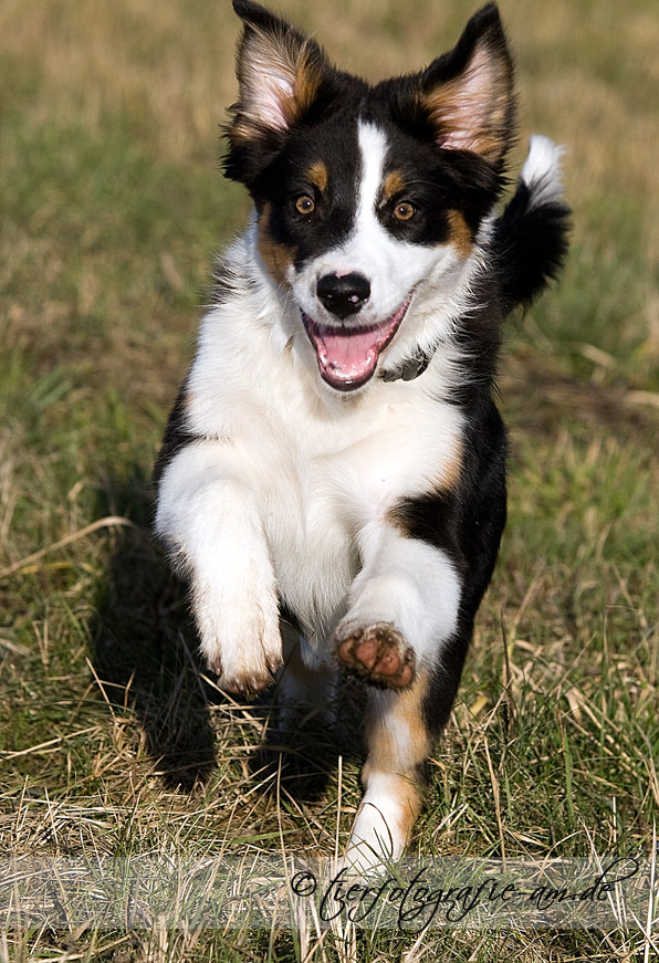 Kleine Aussiedame...