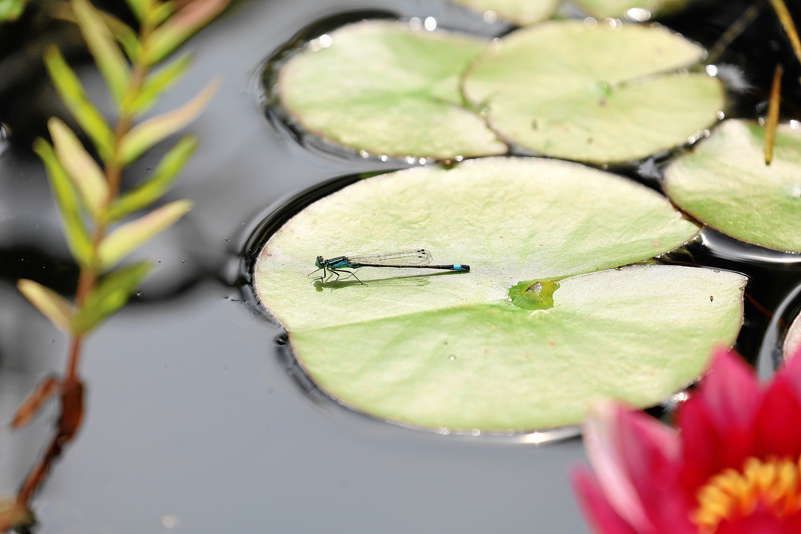 Kleine Azurjungfer auf einer Miniseerose