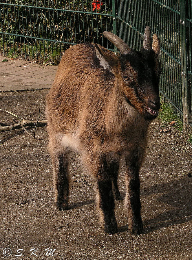 Kleine Babyziege im Tierpark