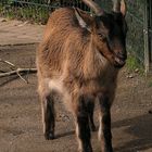 Kleine Babyziege im Tierpark