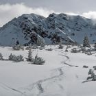 kleine Bäume - große Berge