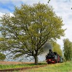 Kleine Bahn zwischen großen Bäumen