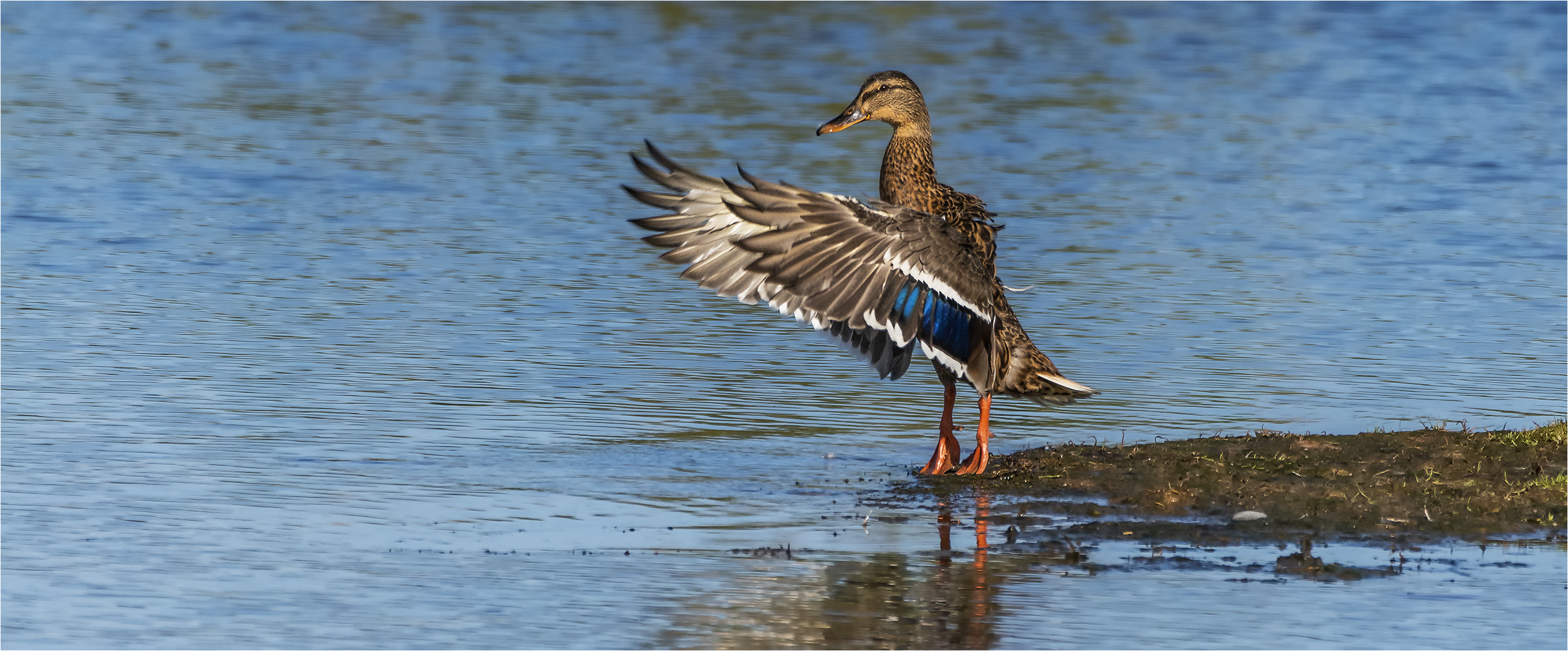 … Kleine Ballerina …