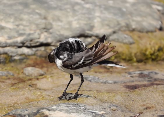 .-.-.-.-  kleine Ballerina .-.-.-.-