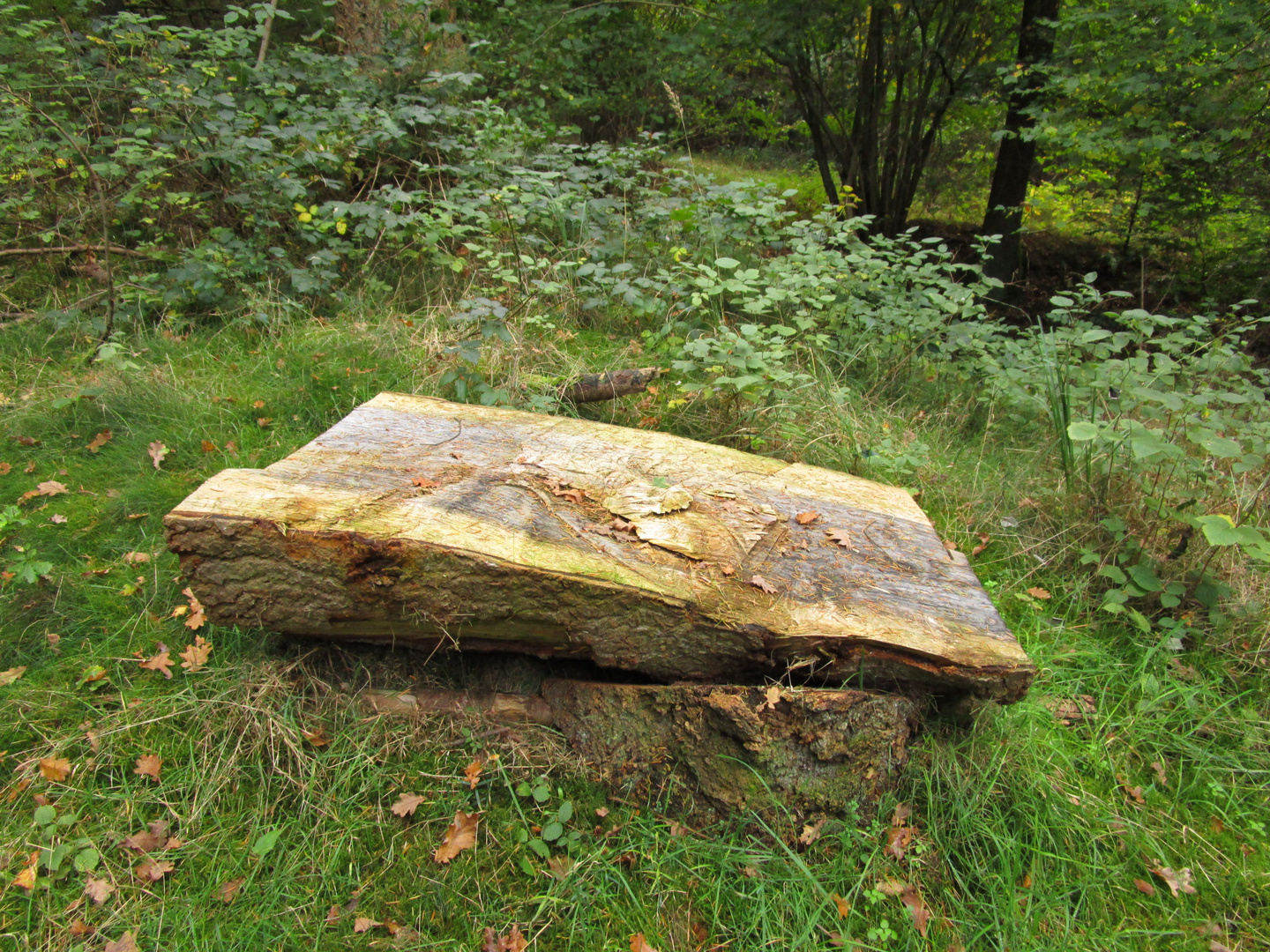 Kleine Bank im Wald