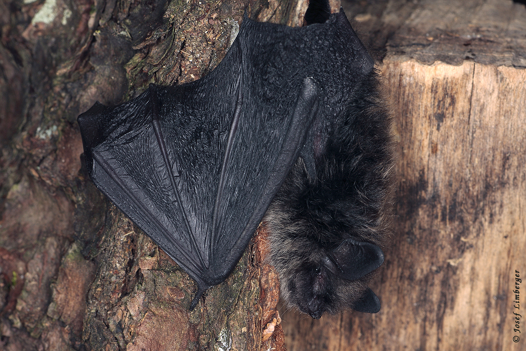 Kleine Bartfledermaus (Myotis mystacinus) Copyright Josef Limberger Bubenberg Steegen OÖ. 