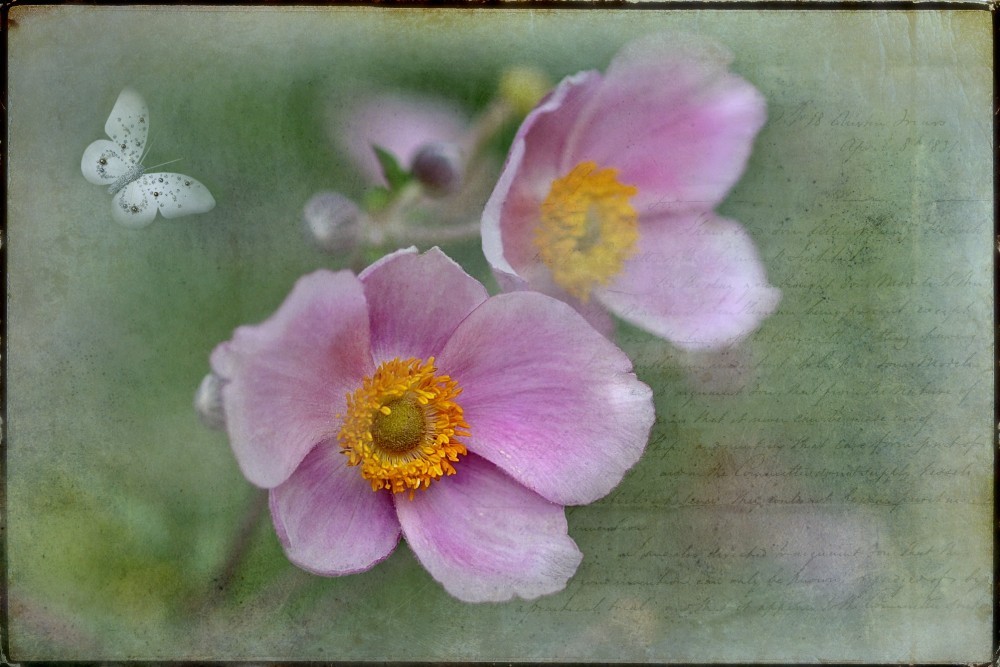 - kleine Bastelei mit Anemonen -