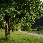 Kleine Baum-Allee