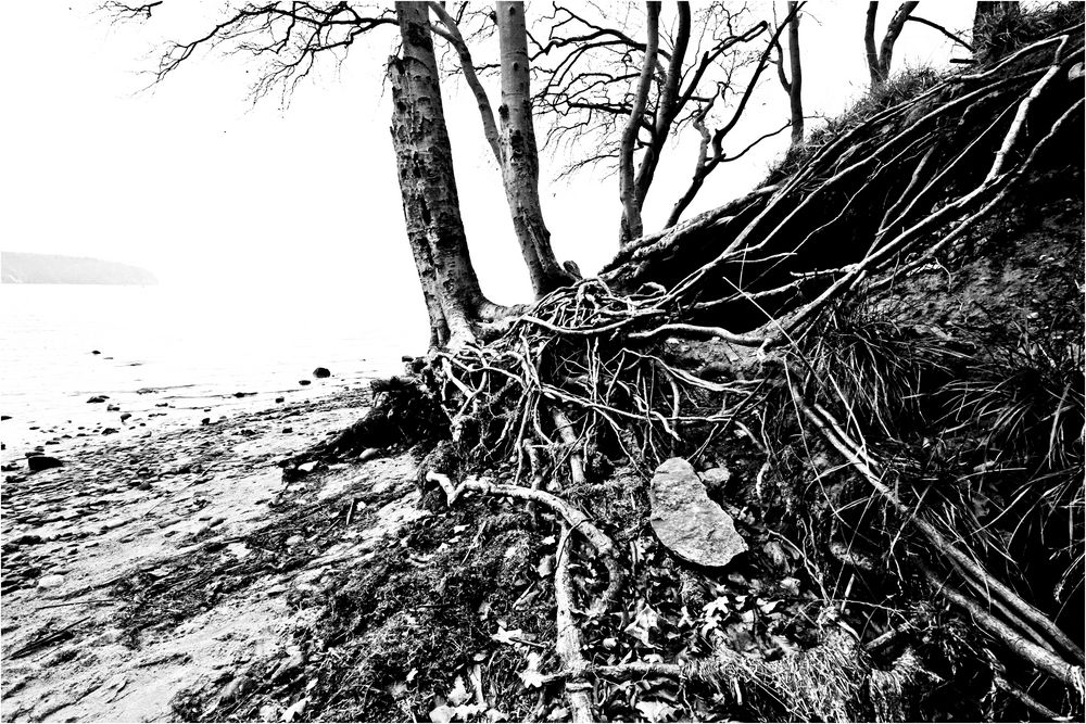 kleine Baumgruppe am Bodden