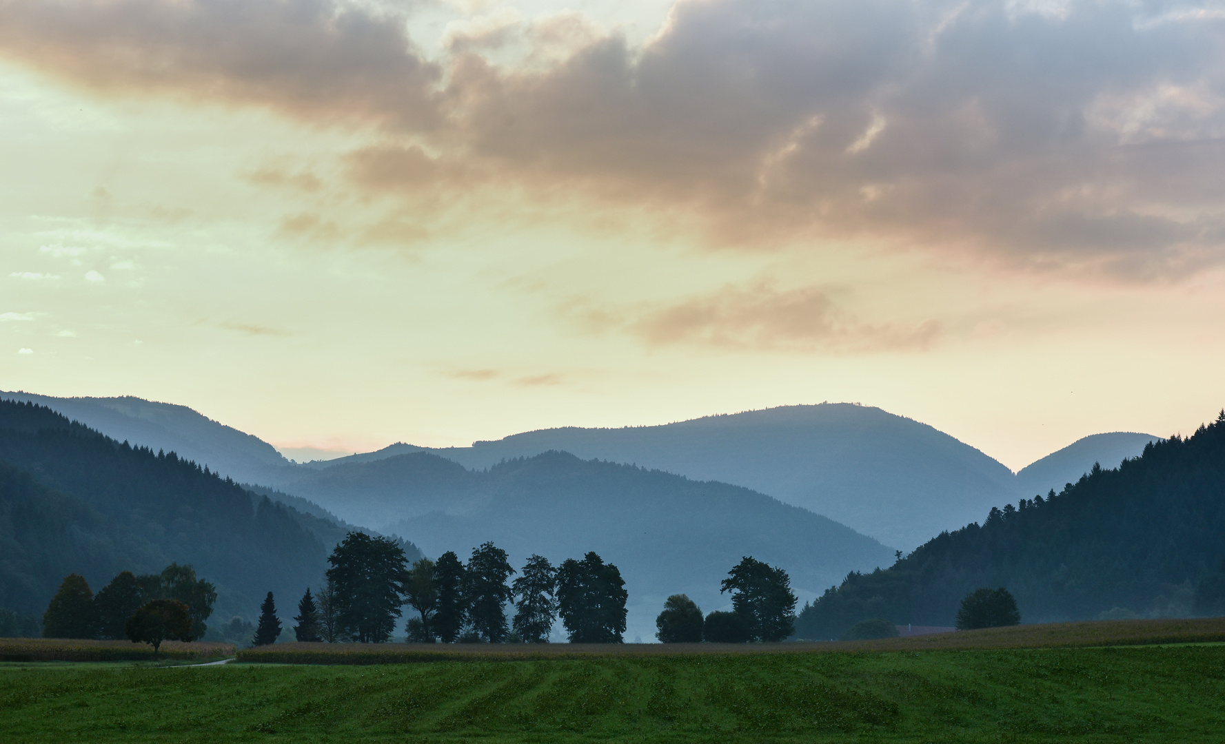 Kleine Baumgruppe vor dem Schwarzwald