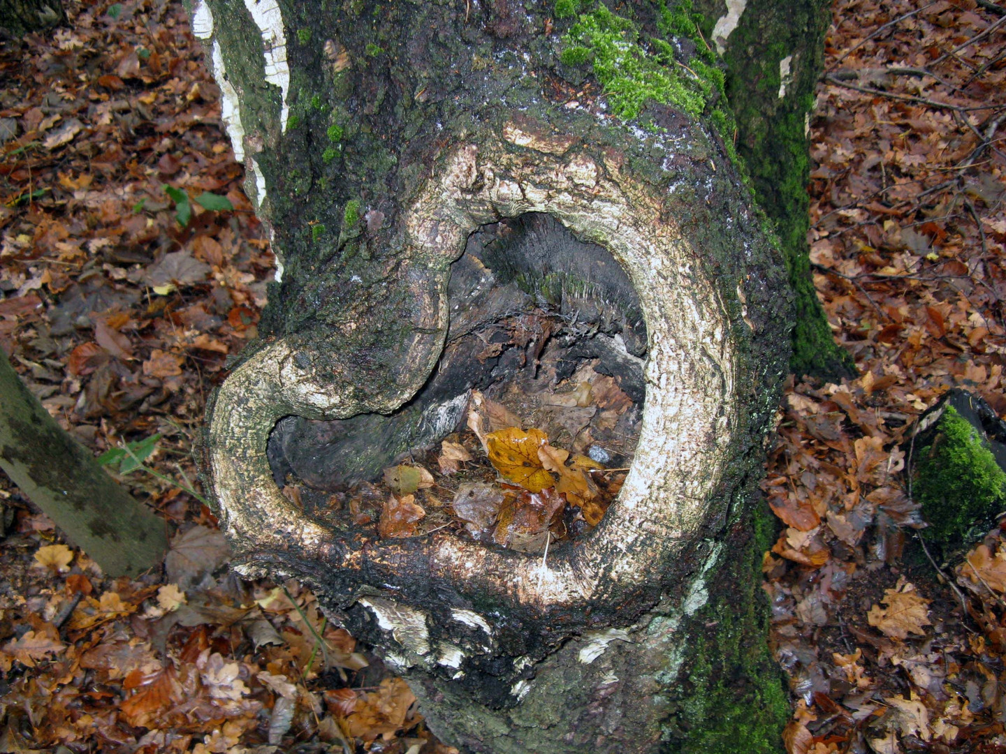 Kleine Baumhöhle