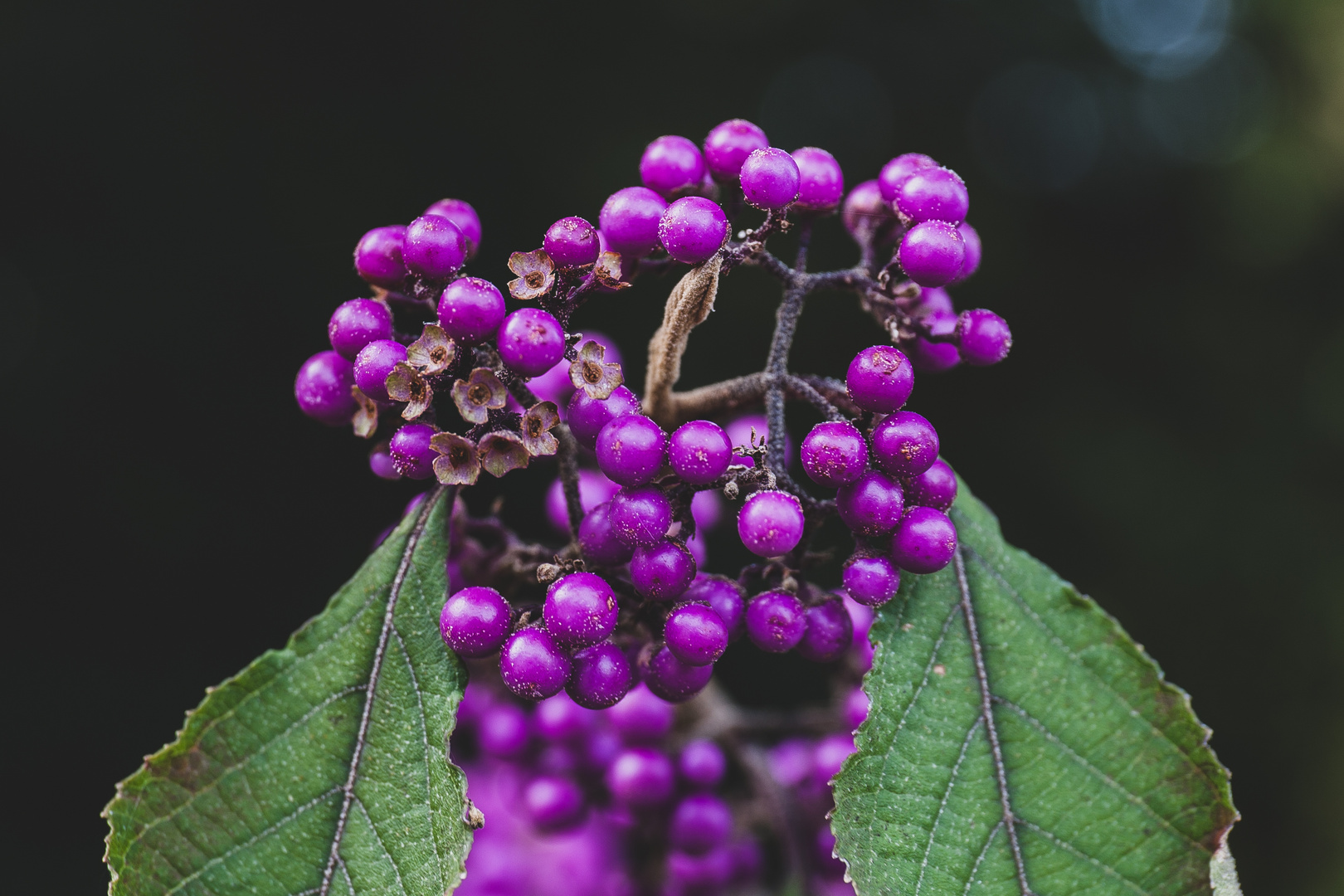 Kleine Beeren