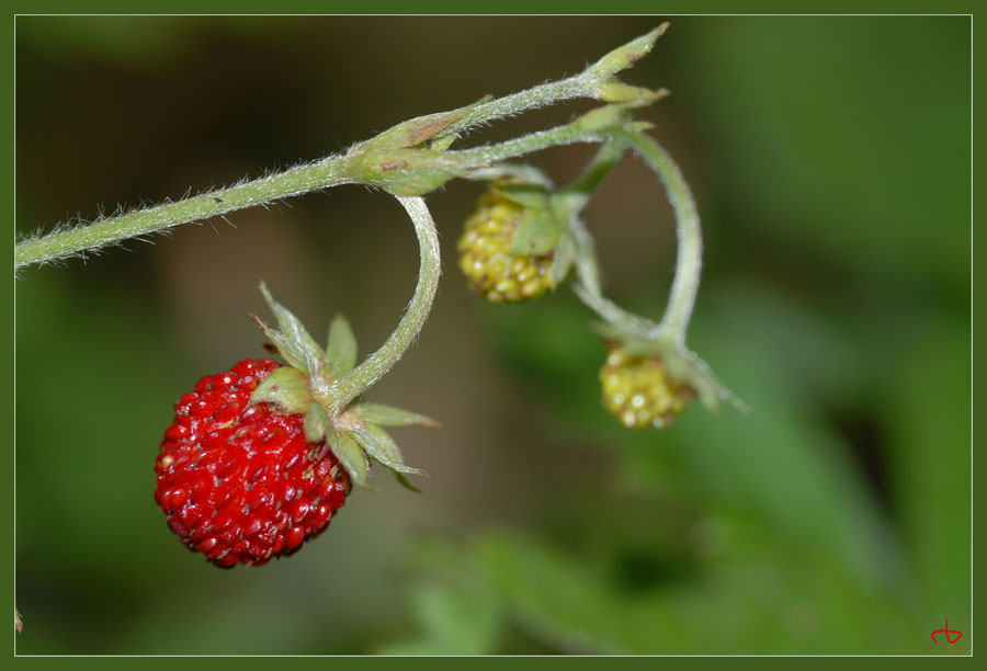 kleine Beeren ganz gross