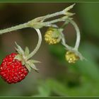 kleine Beeren ganz gross