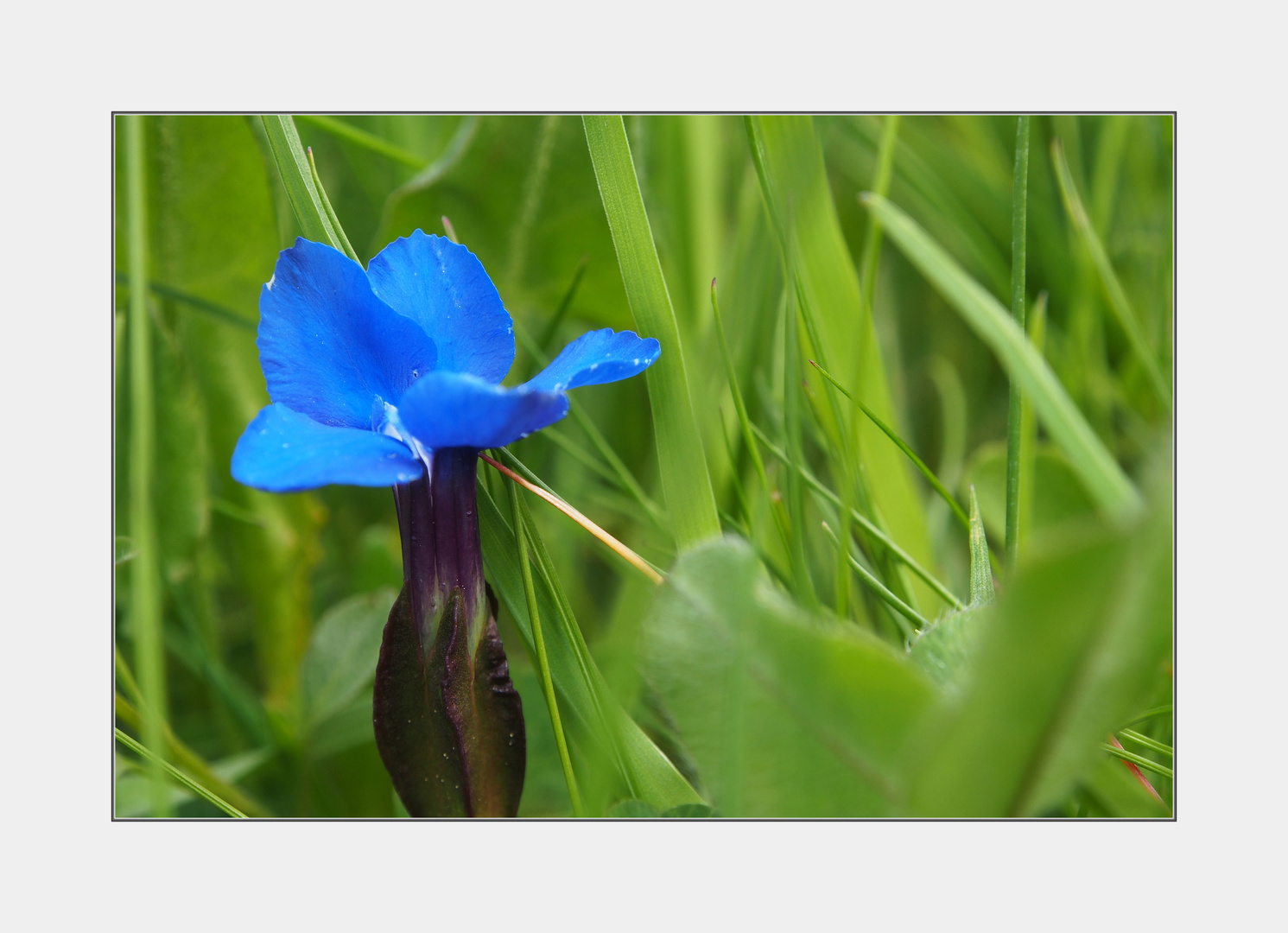 kleine Bergblumen-Serie II