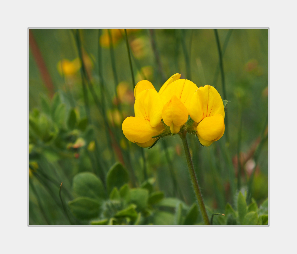 kleine Bergblumen-Serie III