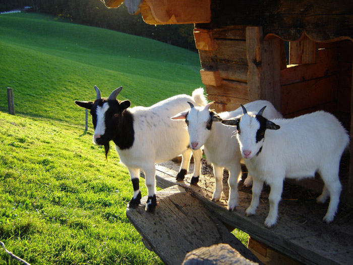 Kleine Bergziegenfamilie