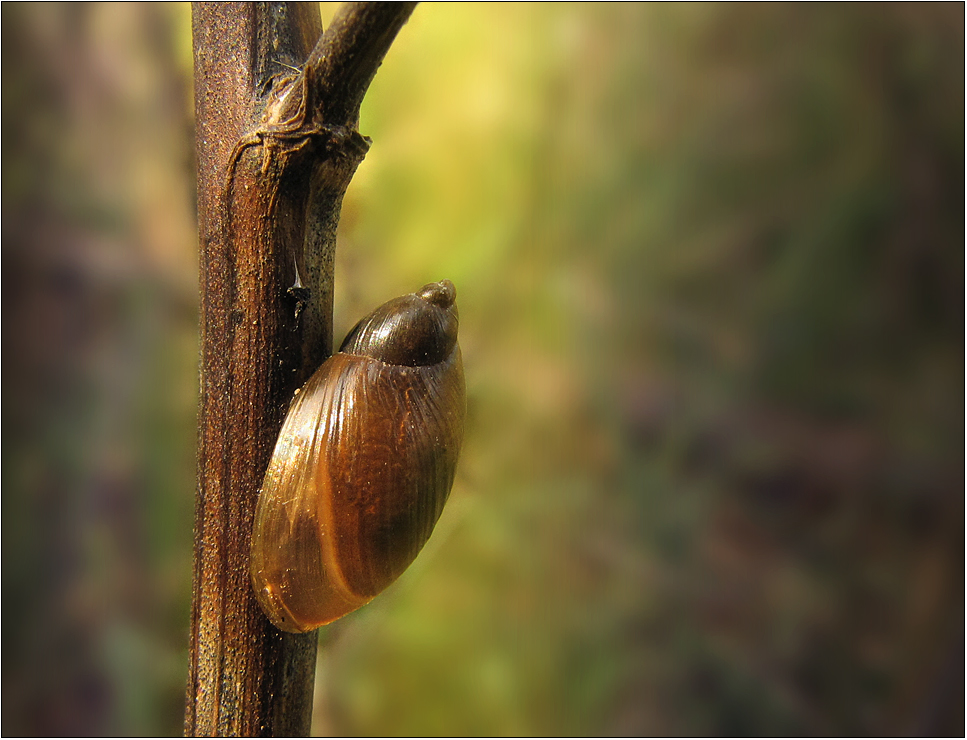 Kleine Bernsteinschnecke ...