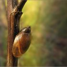 Kleine Bernsteinschnecke ...