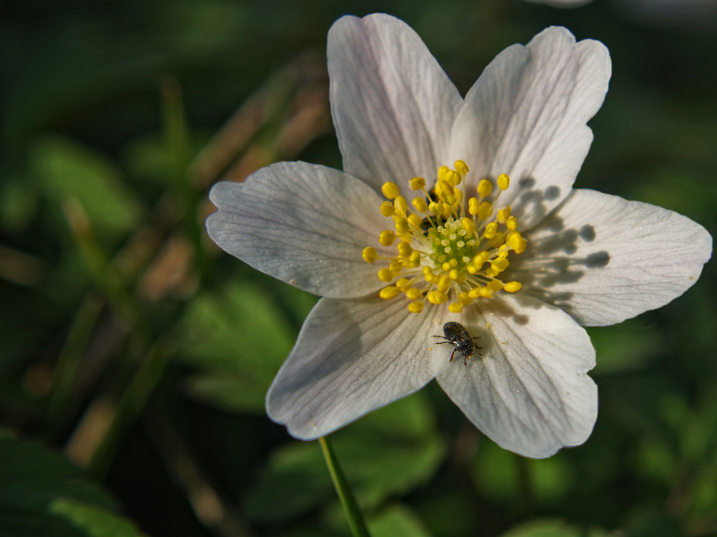 kleine besucher