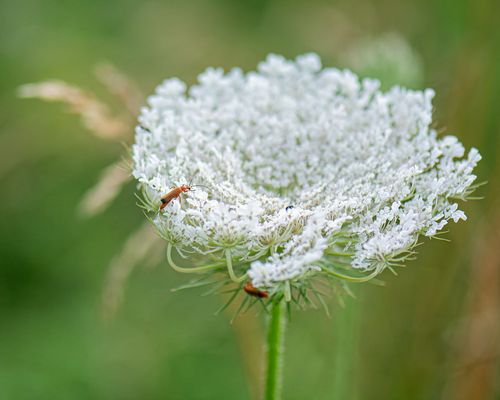 Kleine Besucher auf große Blüte