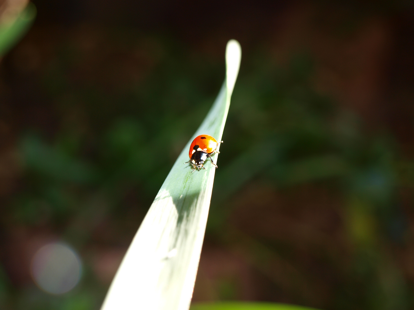 kleine besucher im Garten