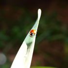 kleine besucher im Garten