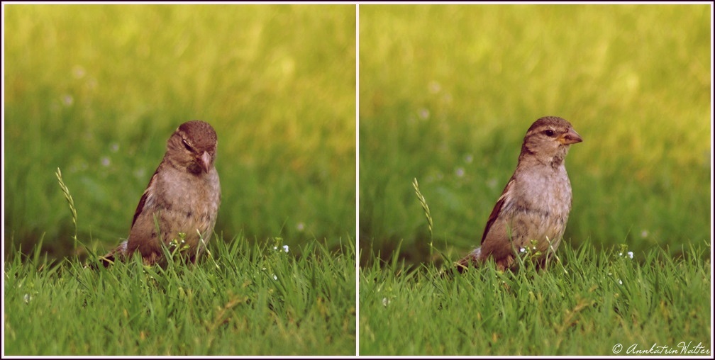 Kleine Besucher im Garten