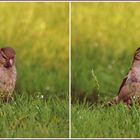 Kleine Besucher im Garten