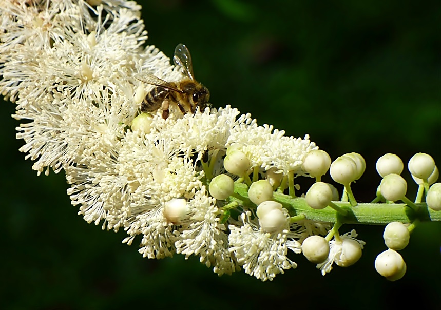 Kleine Biene . . .