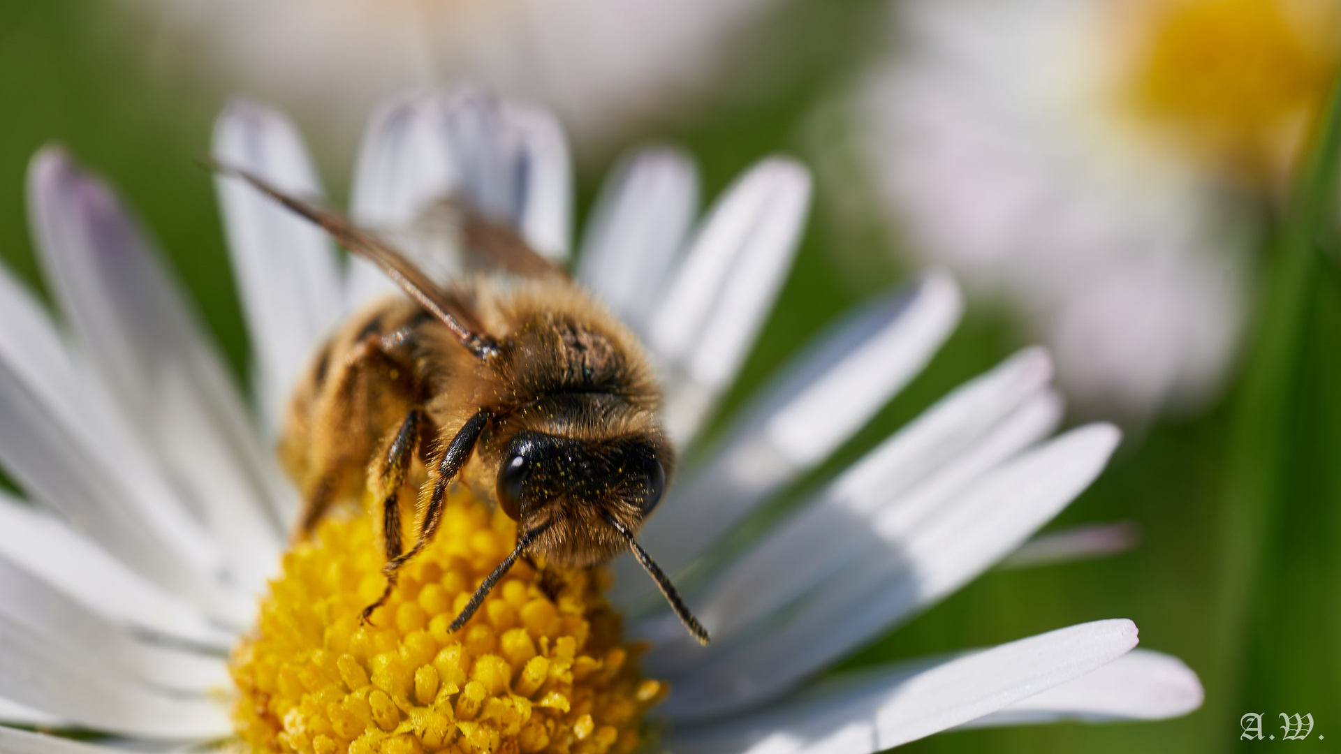 Kleine Biene auf Gänseblümchen