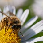 Kleine Biene auf Gänseblümchen