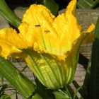 Kleine Biene auf großer Blüte