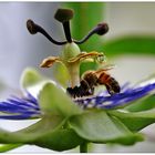 Kleine Biene auf Passionsblume