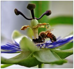 Kleine Biene auf Passionsblume