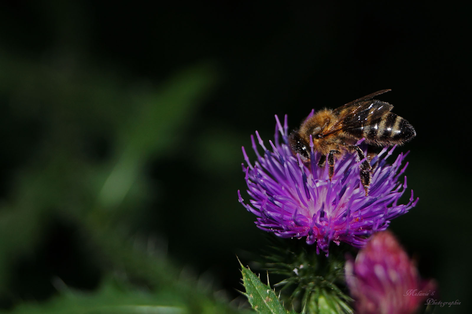 kleine Biene bedeckt mit Blütenstaub