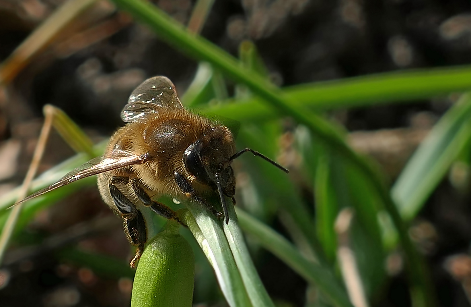 kleine Biene...