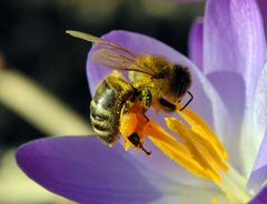 Kleine Biene ganz groß