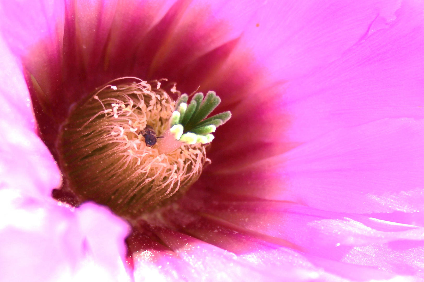 kleine biene in opuntienblüte