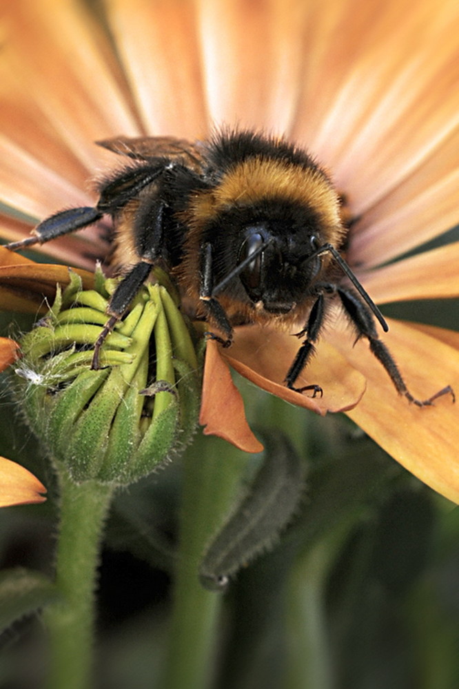 Kleine ....Biene oder...Hummel...oder...?