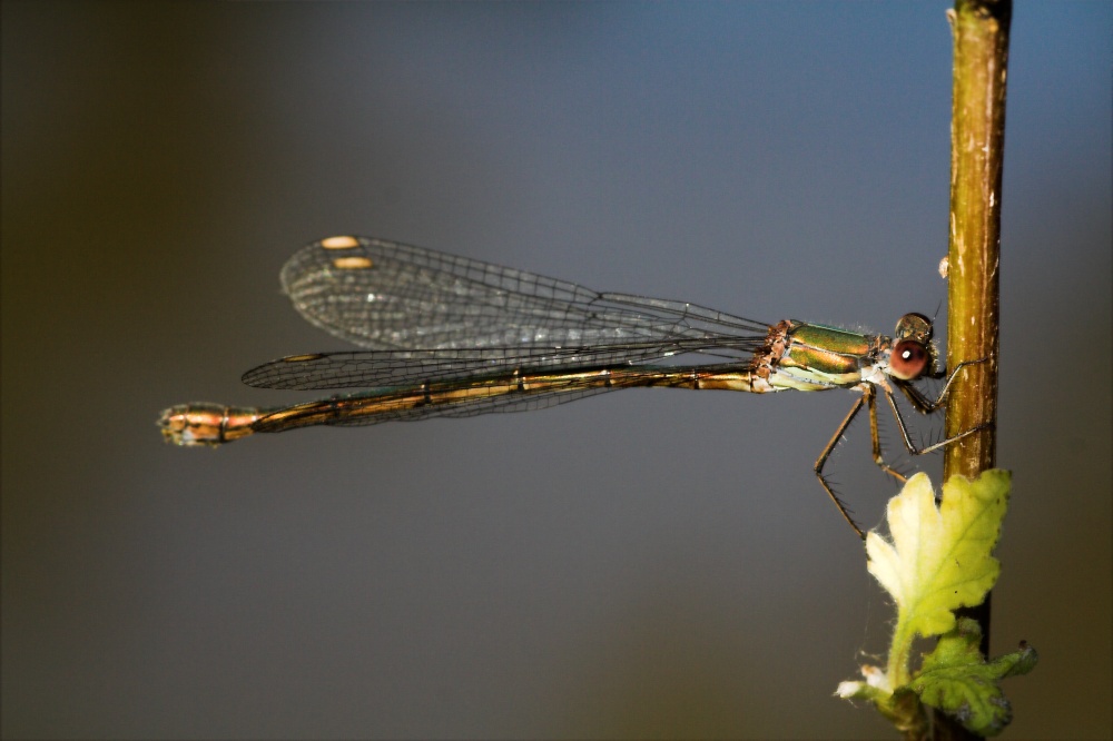 Kleine Binsenjungfer