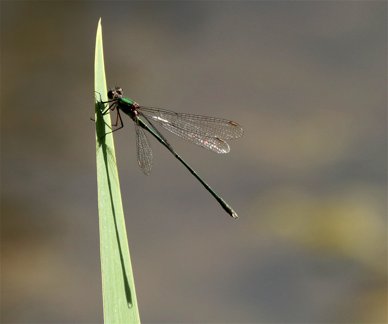 Kleine Binsenjungfer