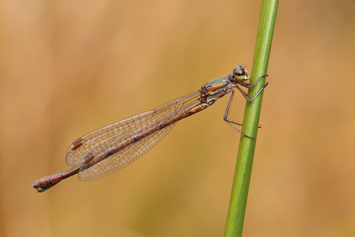 Kleine Binsenjungfer