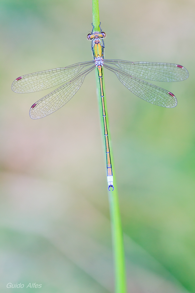 Kleine Binsenjungfer