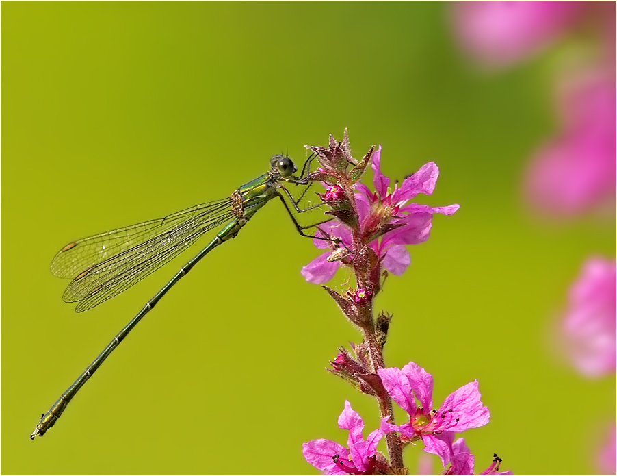 Kleine Binsenjungfer