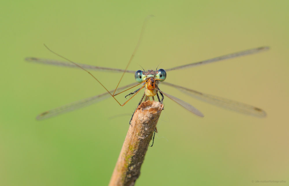 Kleine Binsenjungfer (Lestes virens)