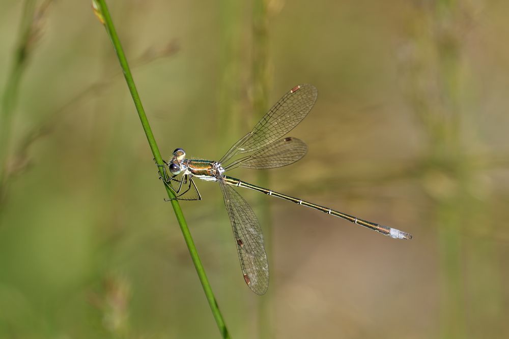 Kleine Binsenjungfer (Lestes virens)