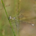 Kleine Binsenjungfer (Lestes virens)